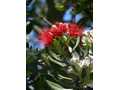 Pohutukawa Devonport 2